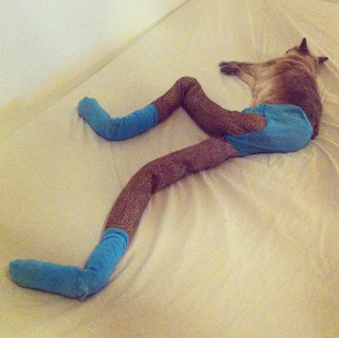 Cat in tights.