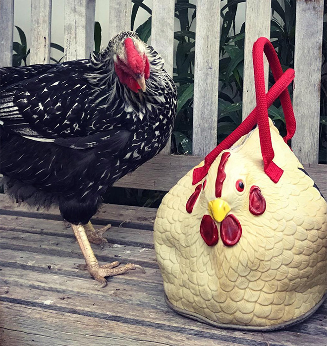 Chicken bag is awesome!