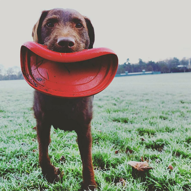 Some dogs have no idea how to hold a frisbee.