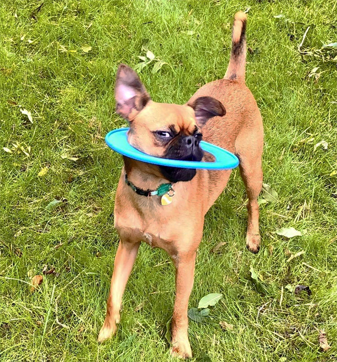 Some dogs have no idea how to hold a frisbee.