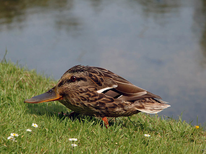 Animals without necks are hilariously weird.