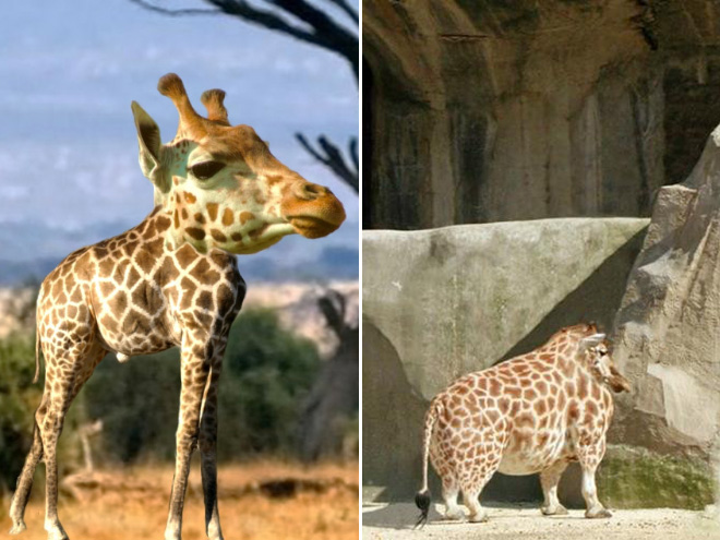 Animals without necks are hilariously weird.