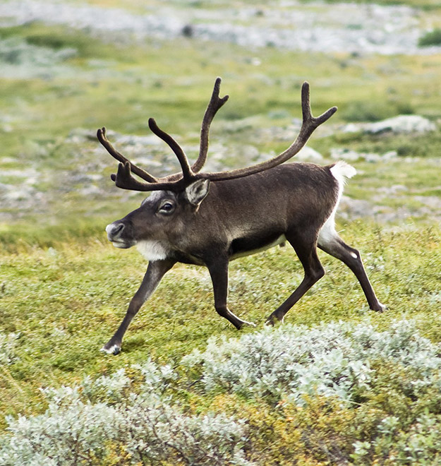 Animals without necks are hilariously weird.