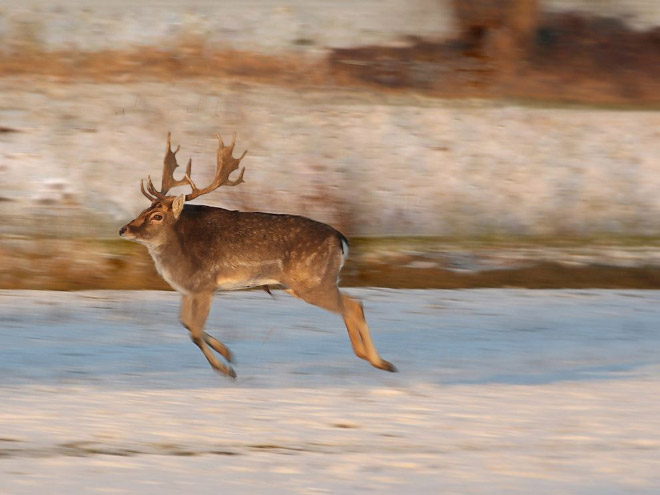 Animals without necks are hilariously weird.