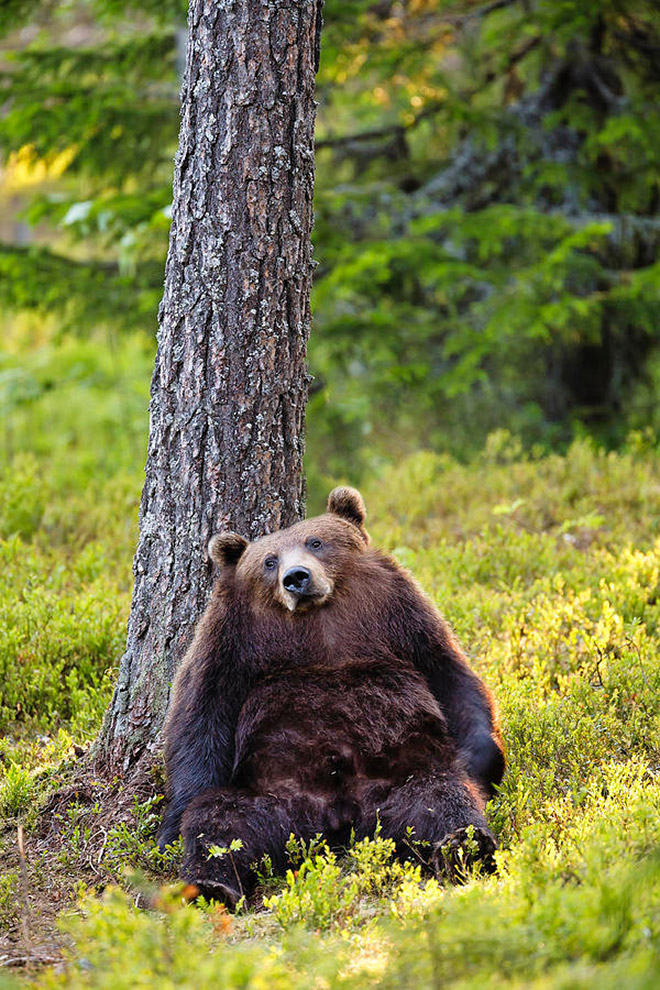 Animals without necks are hilariously weird.