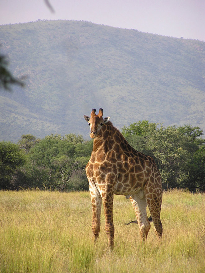 Animals without necks are hilariously weird.