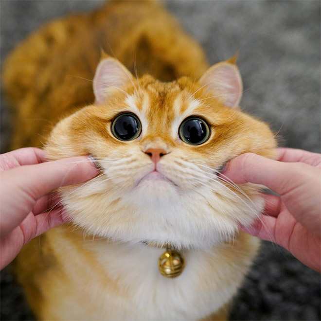 The cutest cat eyes ever.