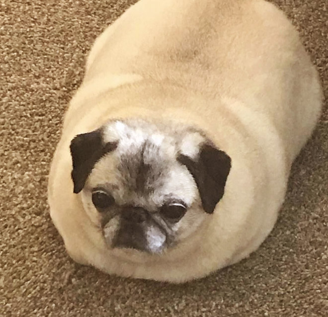 Pug loaf is the cutest type of bread.