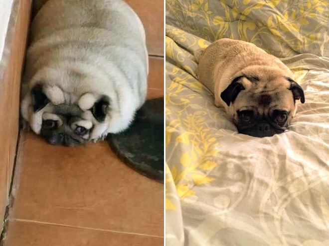 Pug loaf is the cutest type of bread.