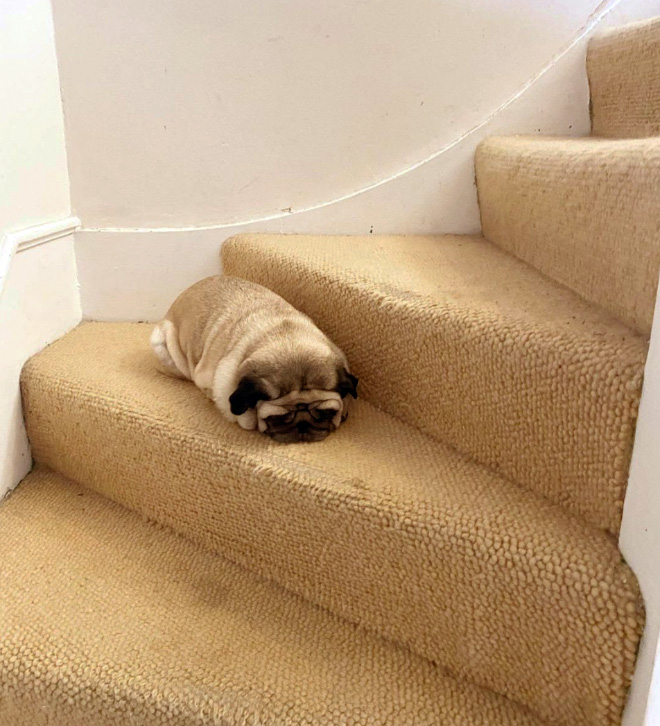 Pug loaf is the cutest type of bread.