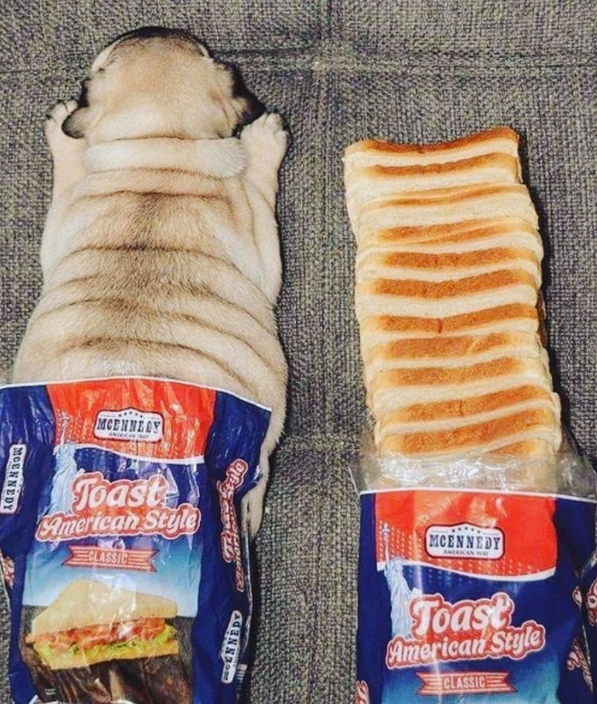 Pug loaf is the cutest type of bread.