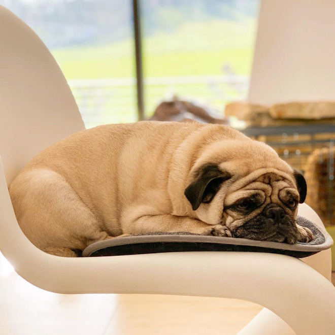 Pug loaf is the cutest type of bread.