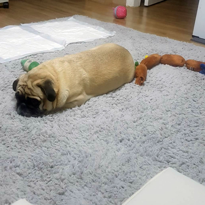 Pug loaf is the cutest type of bread.