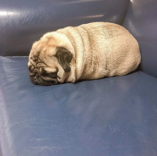 Pug loaf is the cutest type of bread.