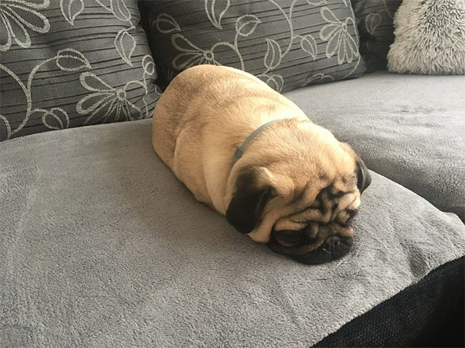 Pug loaf is the cutest type of bread.