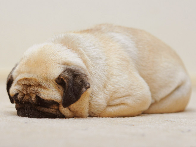 Pug loaf is the cutest type of bread.