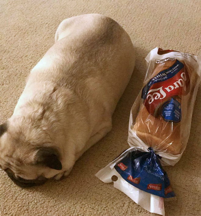 Pug loaf is the cutest type of bread.