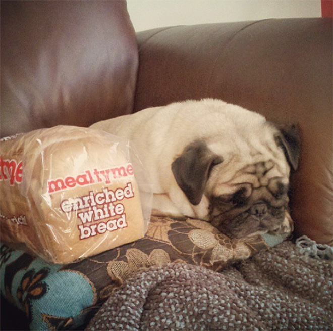 Pug loaf is the cutest type of bread.