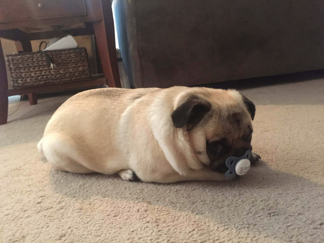 Pug loaf is the cutest type of bread.