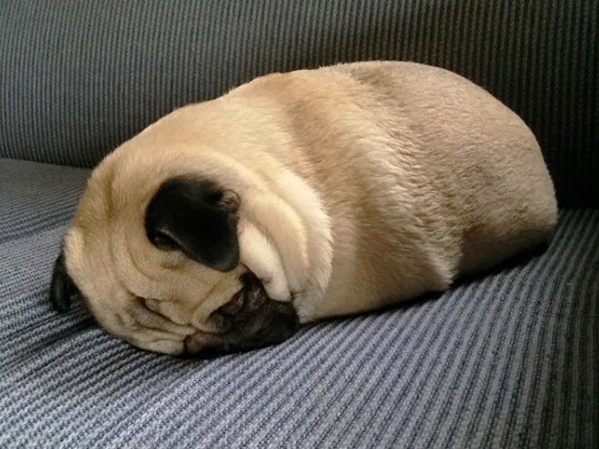 Pug loaf is the cutest type of bread.