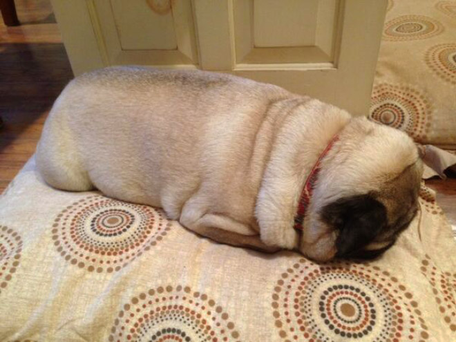 Pug loaf is the cutest type of bread.