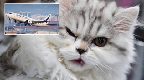 Plane forced to land in Sudan after CAT ATTACKS pilot mid-air, ‘hijacking’ cockpit