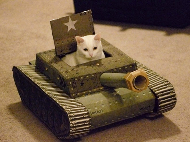 Cat in a cardboard tank.