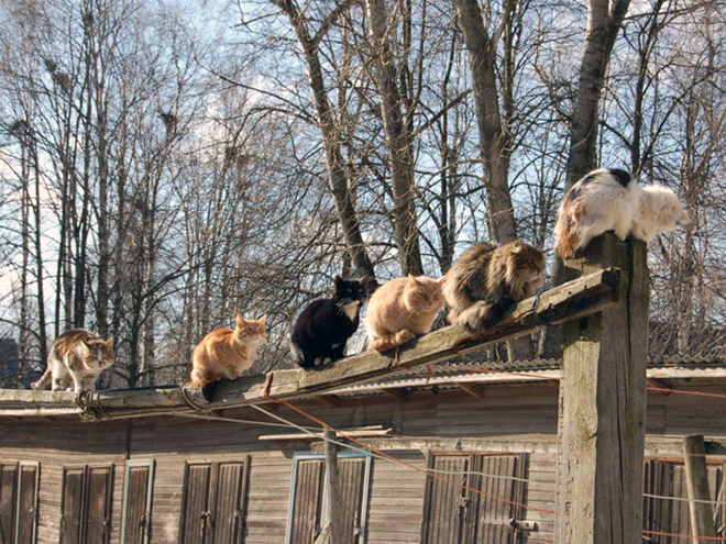 Spring is coming, cats are flying back.
