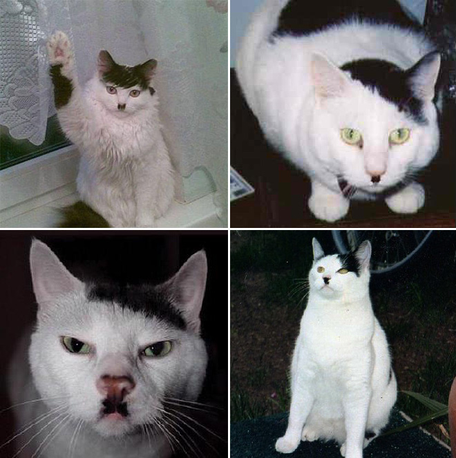 Kitlers: cats that look like Hitler.
