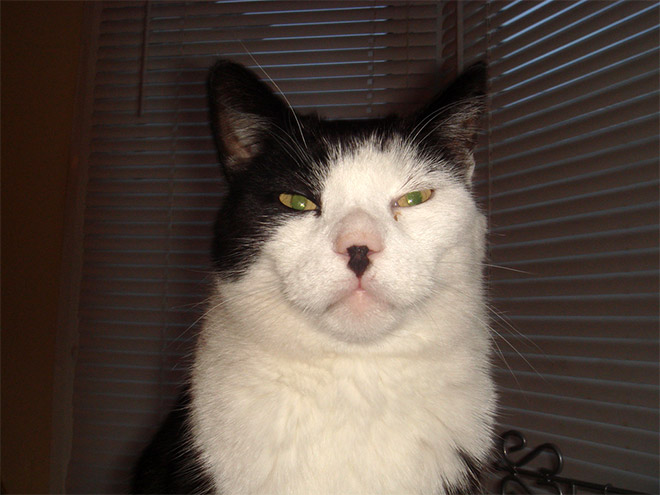 Kitlers: cats that look like Hitler.
