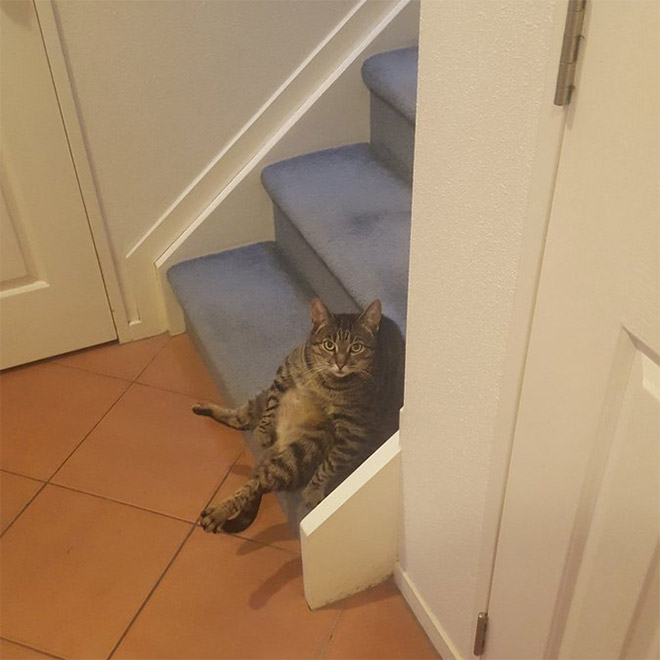 Cat interrupted while washing his silly butt.