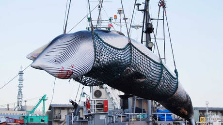 Over 100 whales to be killed in Japan as country starts controversial commercial whaling season