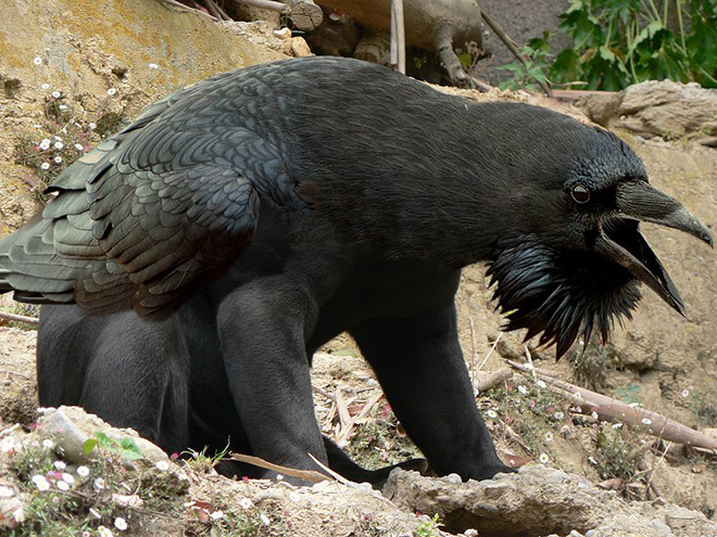 Bears with beaks are terrifying.
