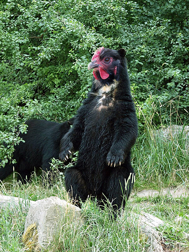 Thank God Bears Don’t Have Beaks! They’d Look Terrifying!