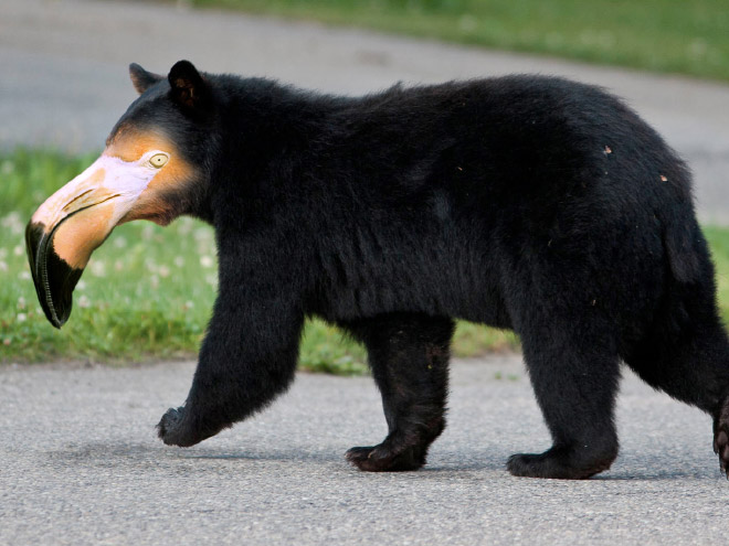 Bears with beaks are terrifying.