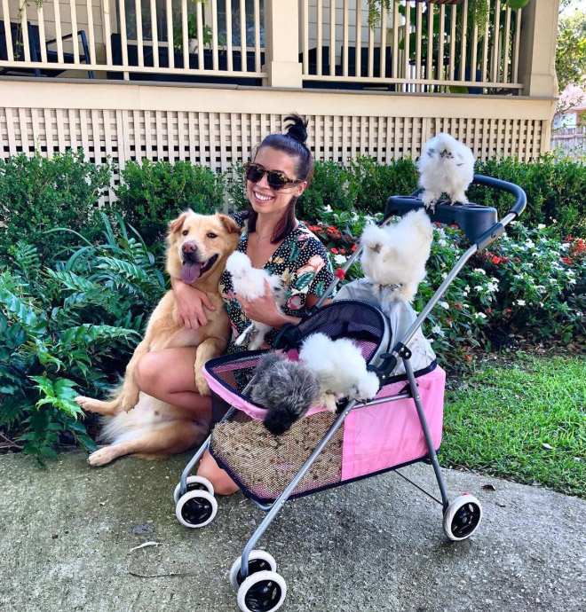 Chicken stroller in action.