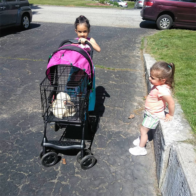 Chicken stroller in action.