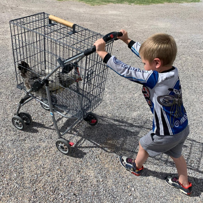 Chicken stroller in action.