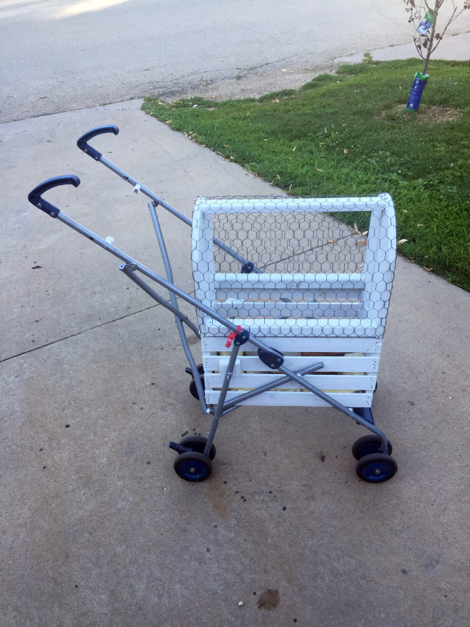 Chicken stroller in action.