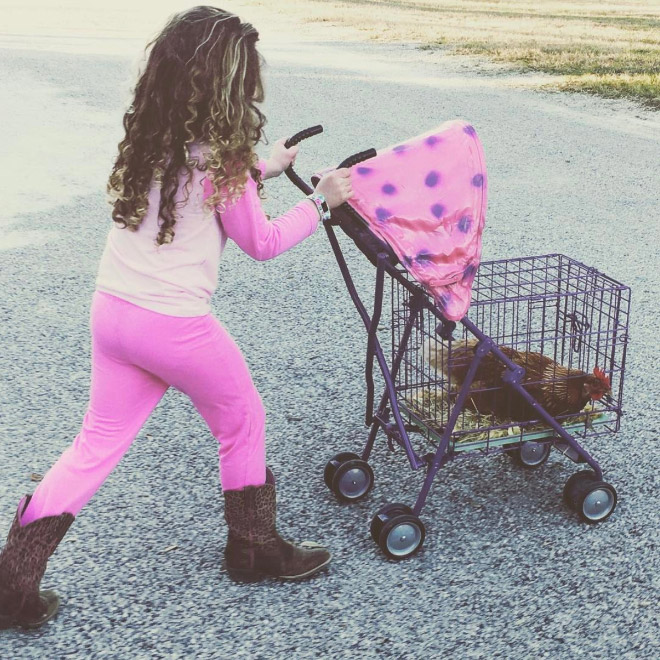 Chicken stroller in action.