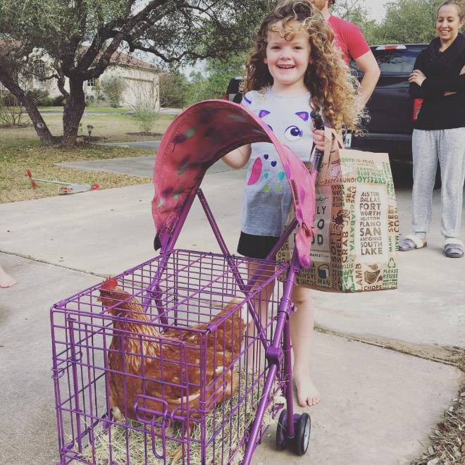 Chicken stroller in action.