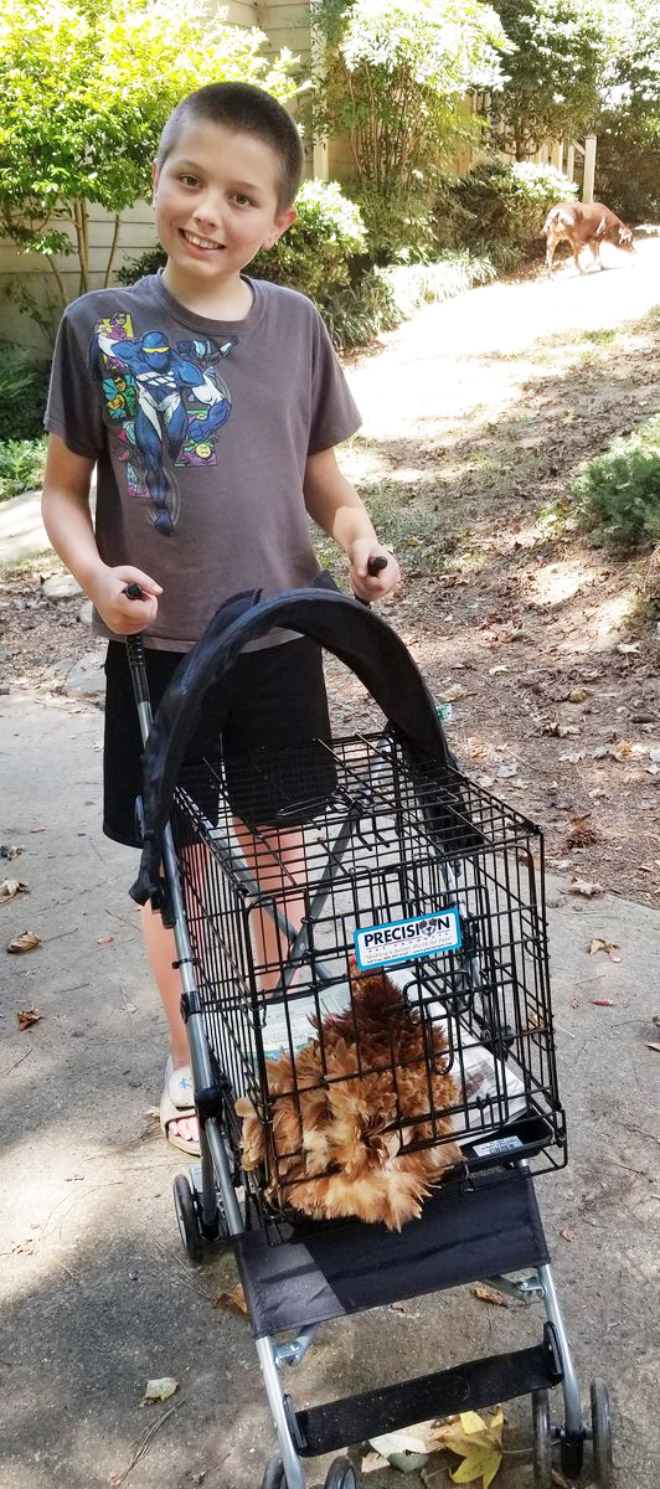 Chicken stroller in action.