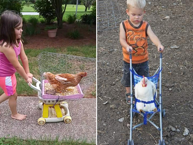 Chicken stroller in action.