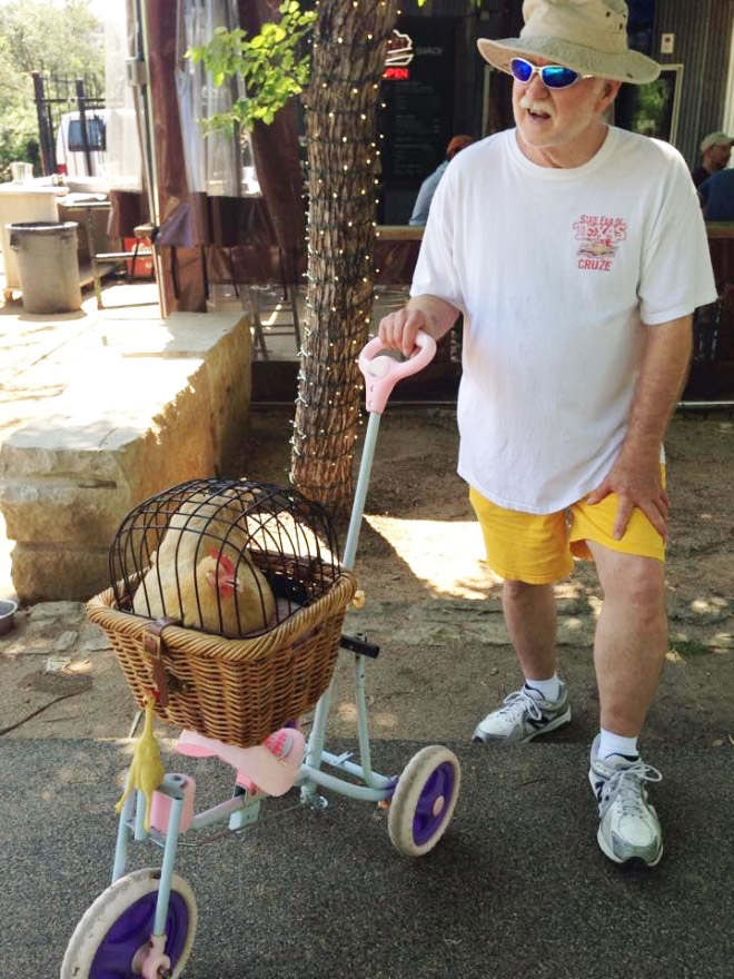 Chicken stroller in action.