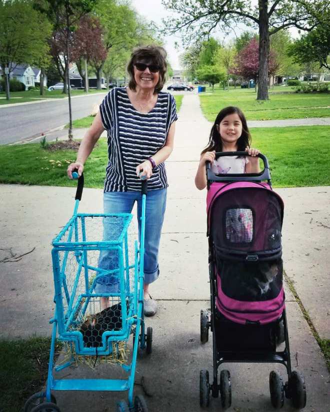 Chicken stroller in action.