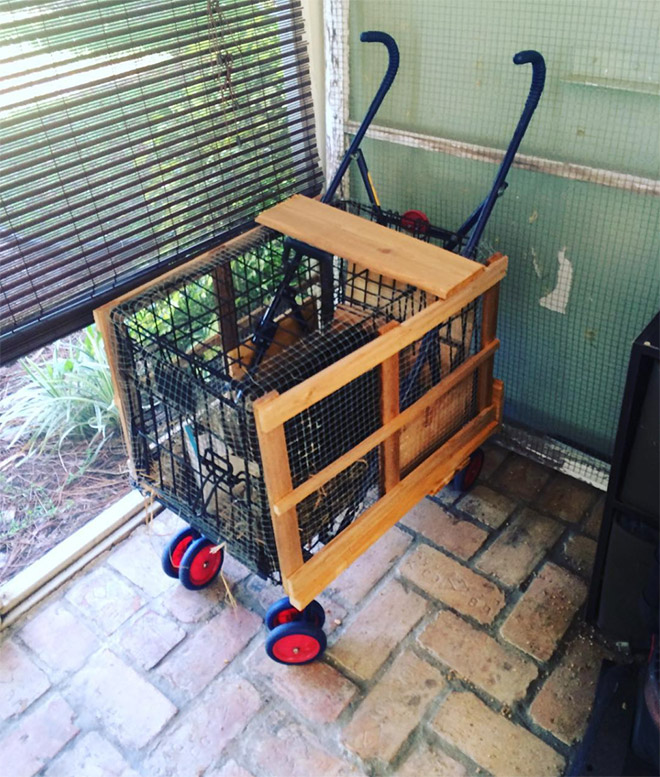 Chicken stroller in action.