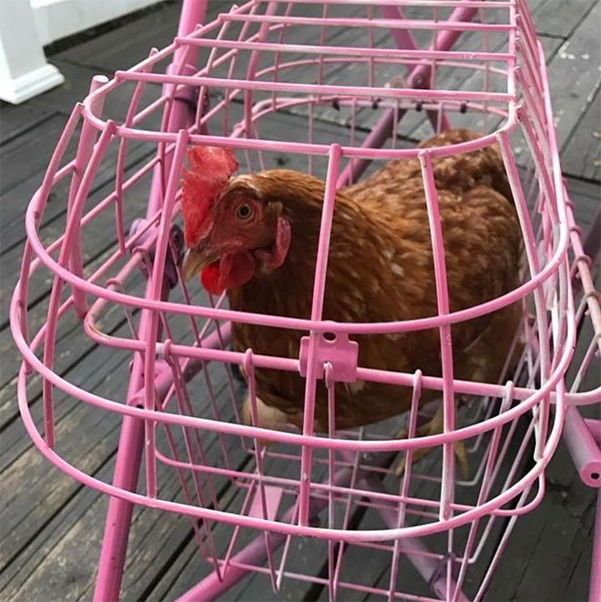 Chicken stroller in action.