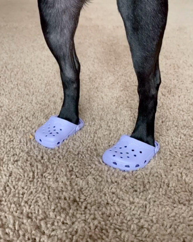 Dog crocs.