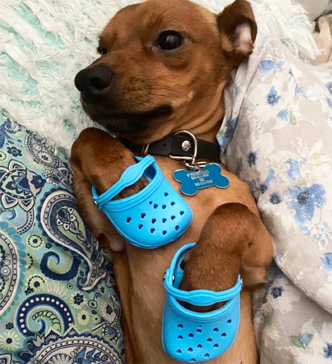 Dog crocs.