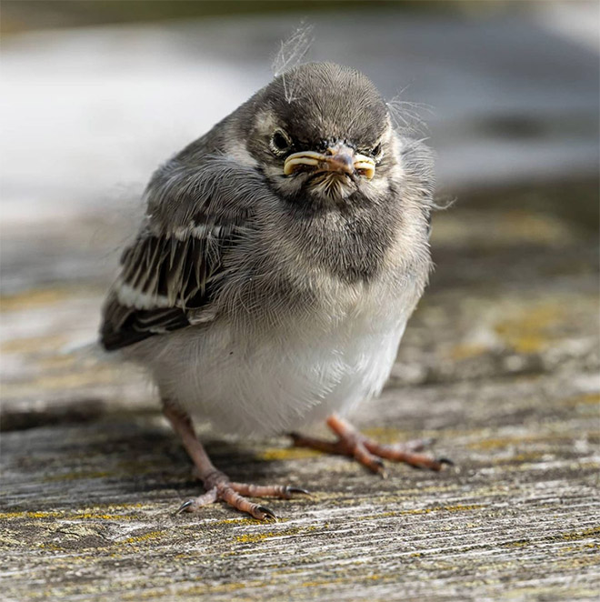 Grumpy bird.